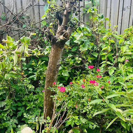 펜션 Luna's Loft *