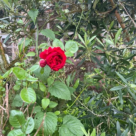 Luna's Loft Tatil Evi *