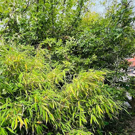 Luna's Loft Tatil Evi Bergen